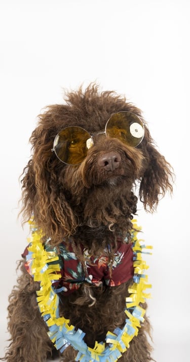 Un perro poodle marrón con gafas de sol amarillas y una camisa floral con un collar de fiesta.