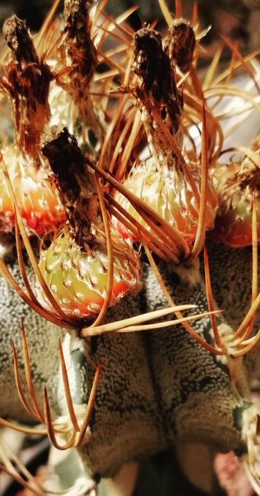 a cactus plant with a lot of tiny plants
