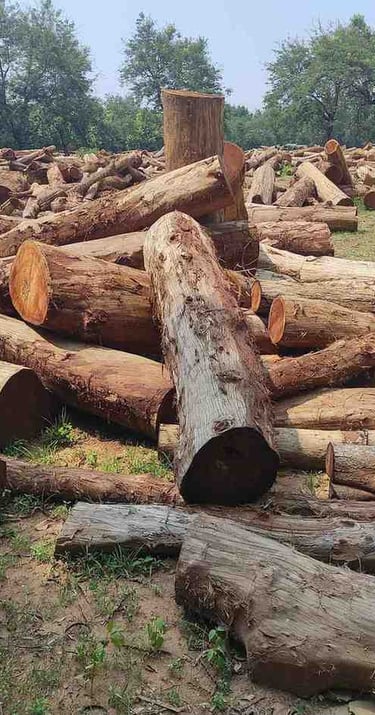 “High-quality teak wood log stacks at depot ready for global shipment and export supply”