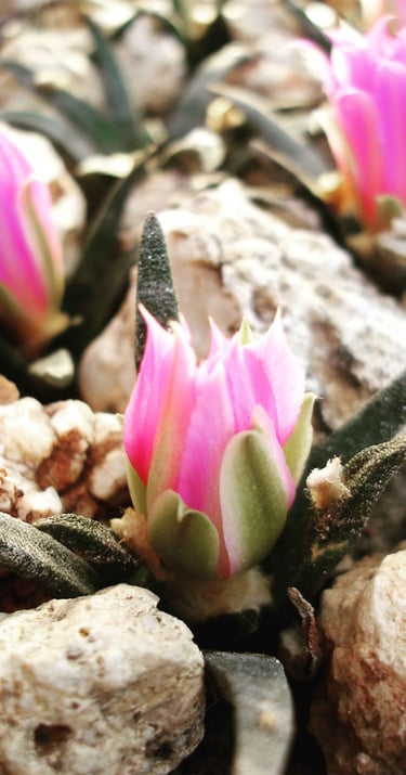 a cactus plant with pink flowers on rocks