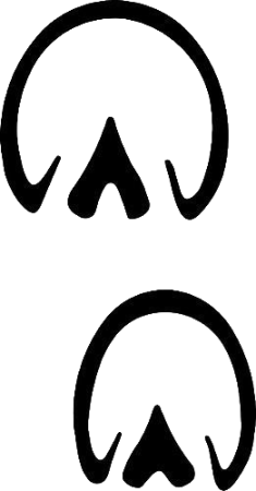 empreinte de sabot