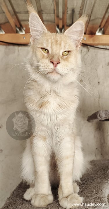 Gato Maine Coon Rojo Plateado Red Smoke en México