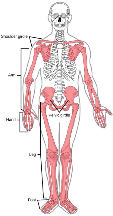 a diagram of the appendicular skeleton