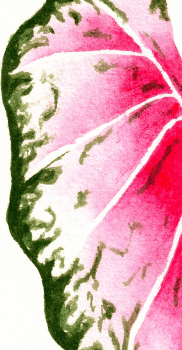 two heart shaped leaves with a pink core