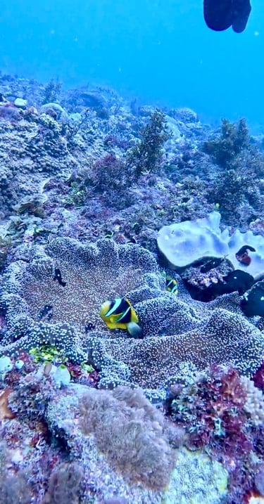 Yellowtail clownfish swimming above a sea anemone on a vibrant coral reef in clear blue tropical water.