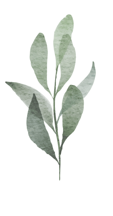 a watercolor drawing of a plant with leaves