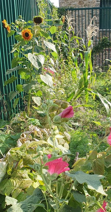syntropie  tournesols roses trémières