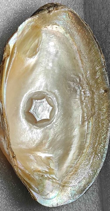 "Approx 10mm glossy white flower-shaped designer cultured pearl-using nucleus implantation-for export compliance"