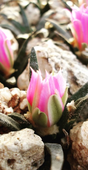 a cactus plant with pink flowers on rocks