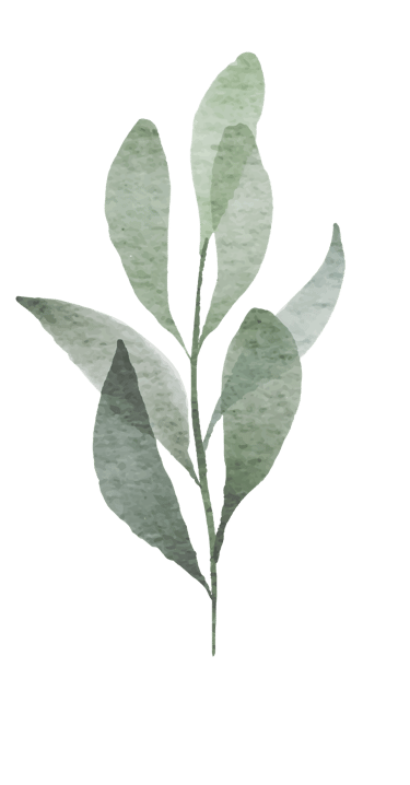 a watercolor drawing of a plant with leaves