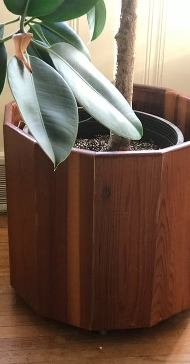 A planter on castors for a large rubber tree plant.
