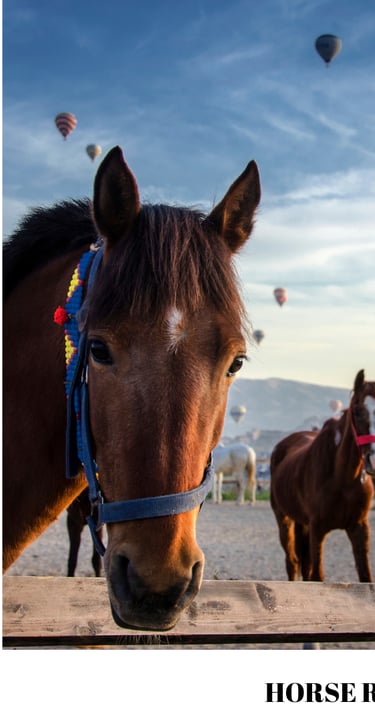 Running Horses and Photoshoot