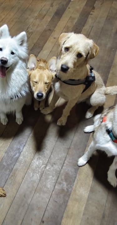 Grupo de socialización de perros