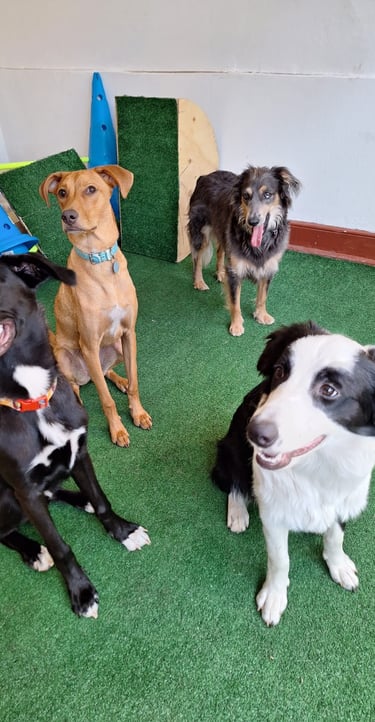 Grupo de guarderia canina