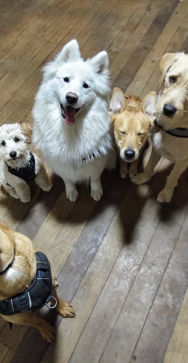 Grupo de socialización de perros