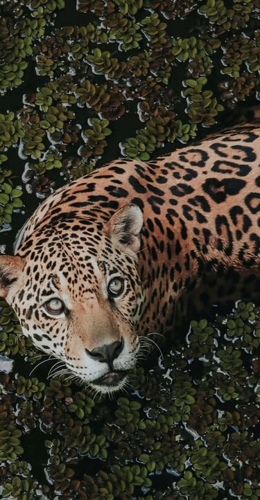 a jaguar in the wild, with a leopard in the background