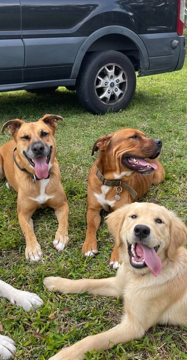 Happy dogs playing together at Barkbnb dog daycare in Sacramento