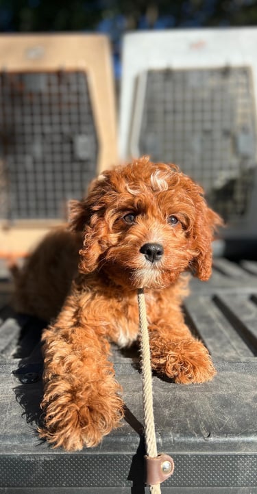 Happy dog enjoying overnight boarding at Barkbnb in Sacramento, CA
