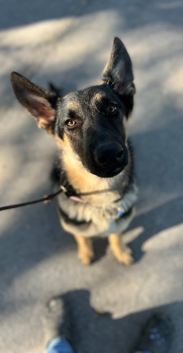 Trainer working on leash manners with a dog in Sacramento CA