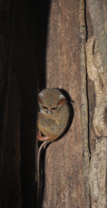 Tarsier in the Tangkoko Nature Reserve in sulawesi, indonesia