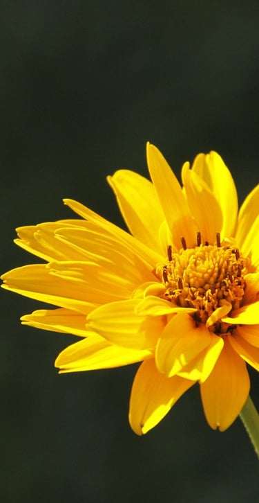 Fleur jaune resplendissante