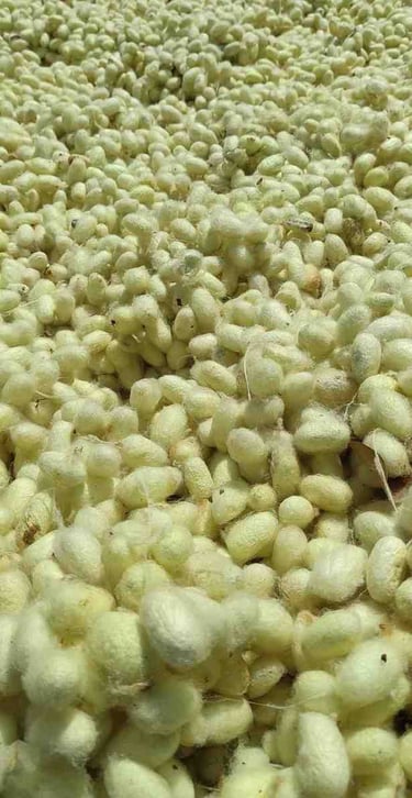 Freshly Harvested Silk Cocoons Drying in Sunlight – Premium Mulberry Silk Source from India
