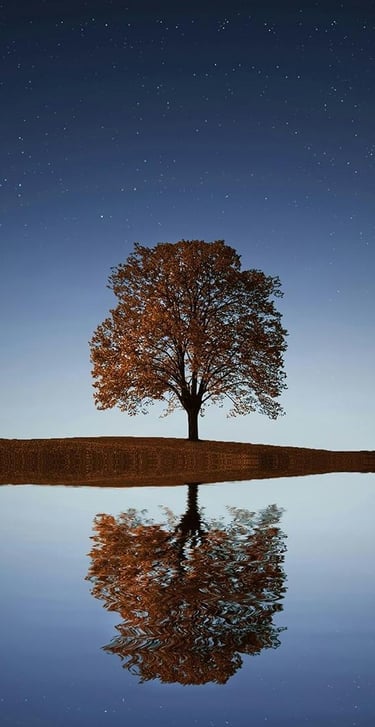arbre sur ciel étoilé