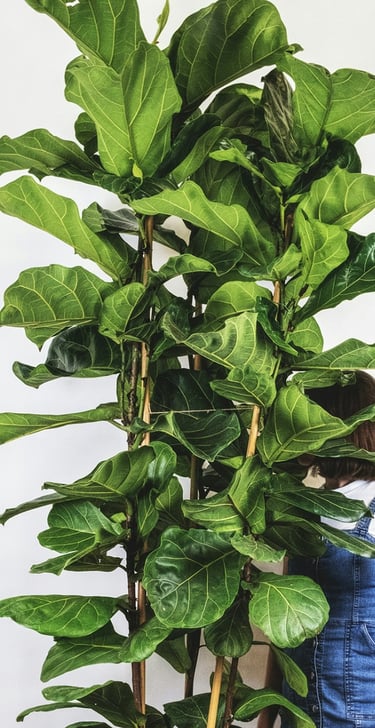 Fiddole Leaf Fig Tree - Ficus Lyrata