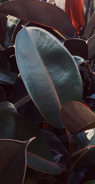 Ficus Abidjan