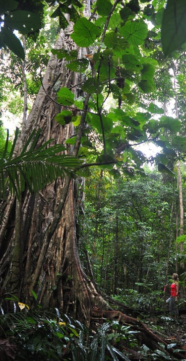 giant fig trees in the Tangkoko Nature Reserve in sulawesi, indonesia