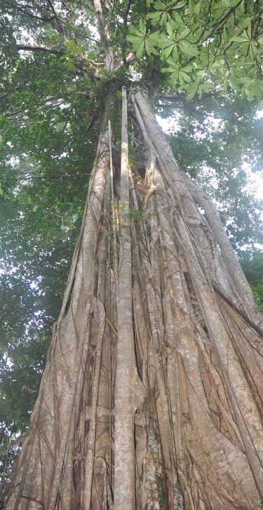 giant fig trees in the Tangkoko Nature Reserve in sulawesi, indonesia