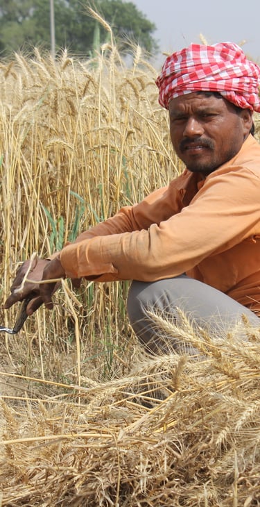 Farmer in India