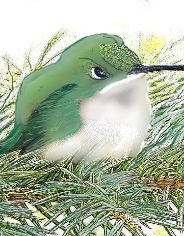 hummingbird e-book image