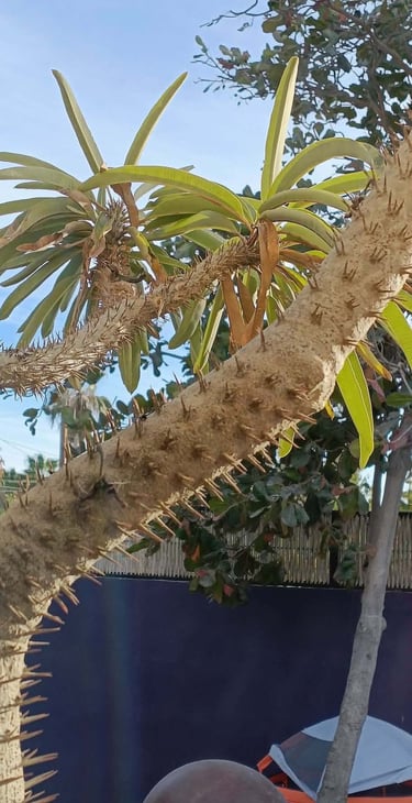 Hummingbird nested in cactus tree