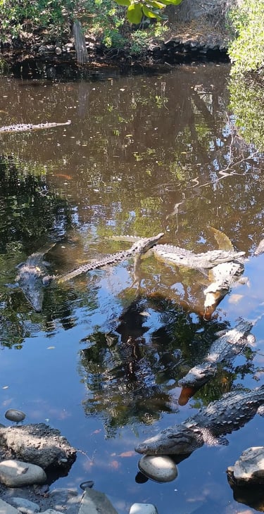 Crocodiles at Playa Linda, near Ixtapa Mexico