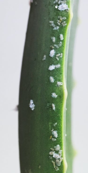 Mealy bug treatment guide