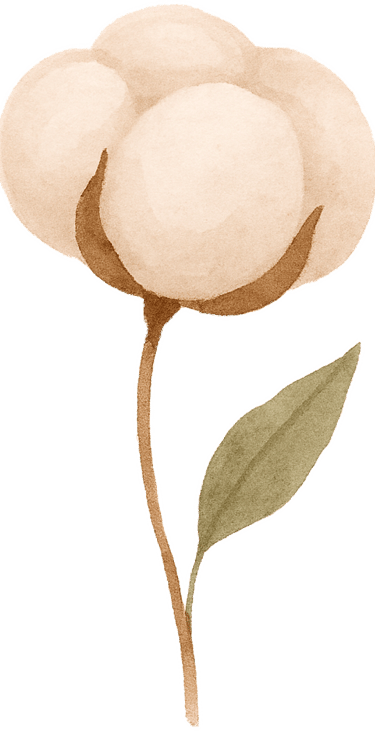 Dessin de la fleur de coton