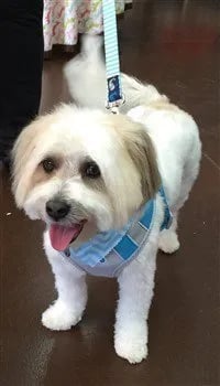 white maltipoo puppy standing on a floor