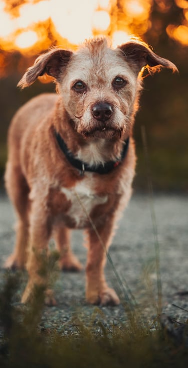 ritratto di cane anziano che guarda dritto nell'obiettivo