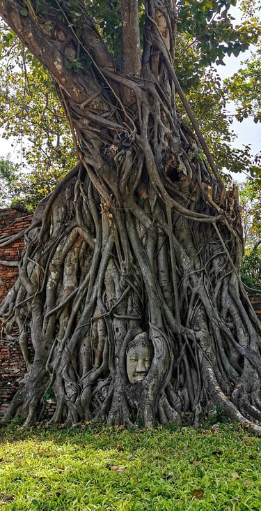 Wat Phra Mahthat - Buddha in boom - Ayutthaya