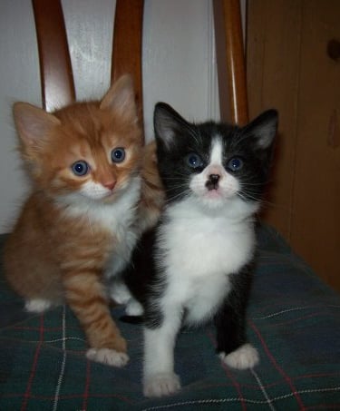 A fluffy ginger and white kitten and a black and white kitten are sitting on a chair. 