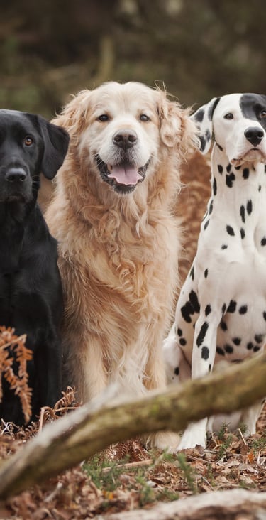 Three dogs are sitting looking at the camera, waiting for their owner to give them the next cue
