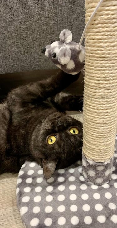 A cat with huge yellow eyes is lying on her back, playing with a mouse on a scratch post