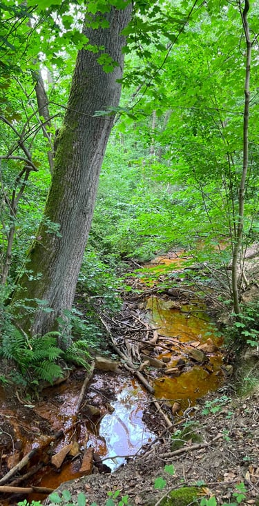 Smal, roestbruin beekje met ijzerrijk water tussen groen en varens.