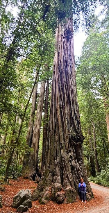 CA Coast - Giant trees along Howland Hill Rd, a narrow dirt road thru Jedediah Smith Redwood Park