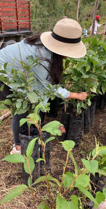 jardinería en Popayán