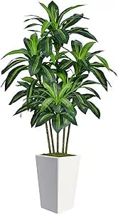 plant for modern bedroom
