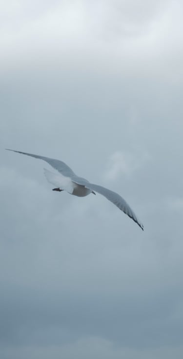 a bird flying in the sky with a cloudy sky