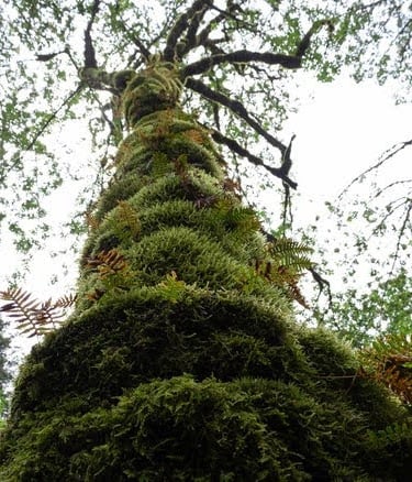 Columbia River Gorge, Oregon - the gorge area is a subtropical forest so moss can engulf the trees