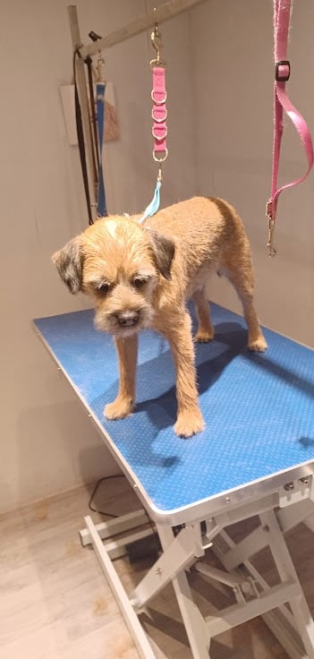 Border terrier on a dog grooming table after being hand stripped..
